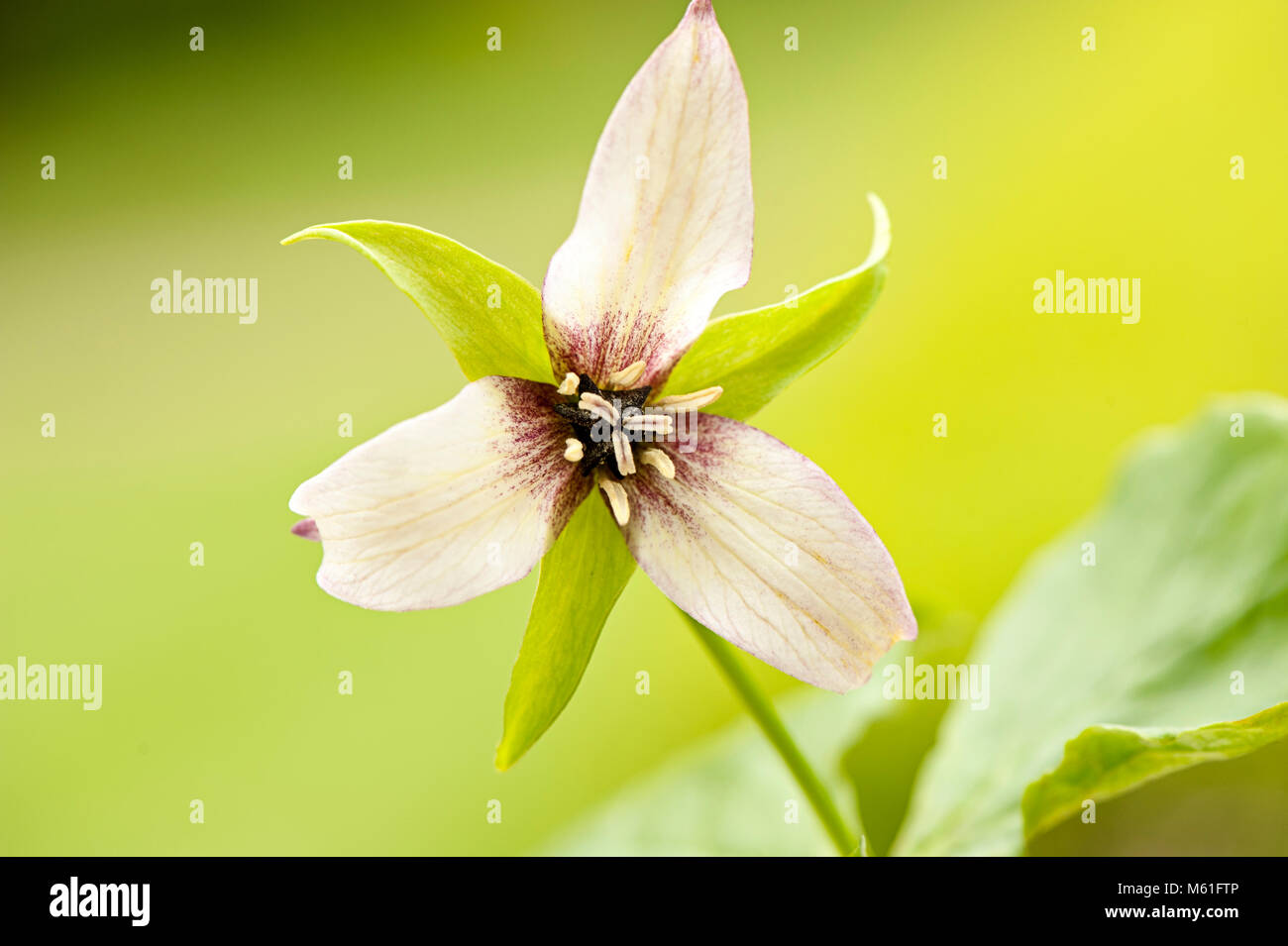 Close-up, macro image du printemps la floraison des plantes vivaces Trillium erectum fleur rose Banque D'Images