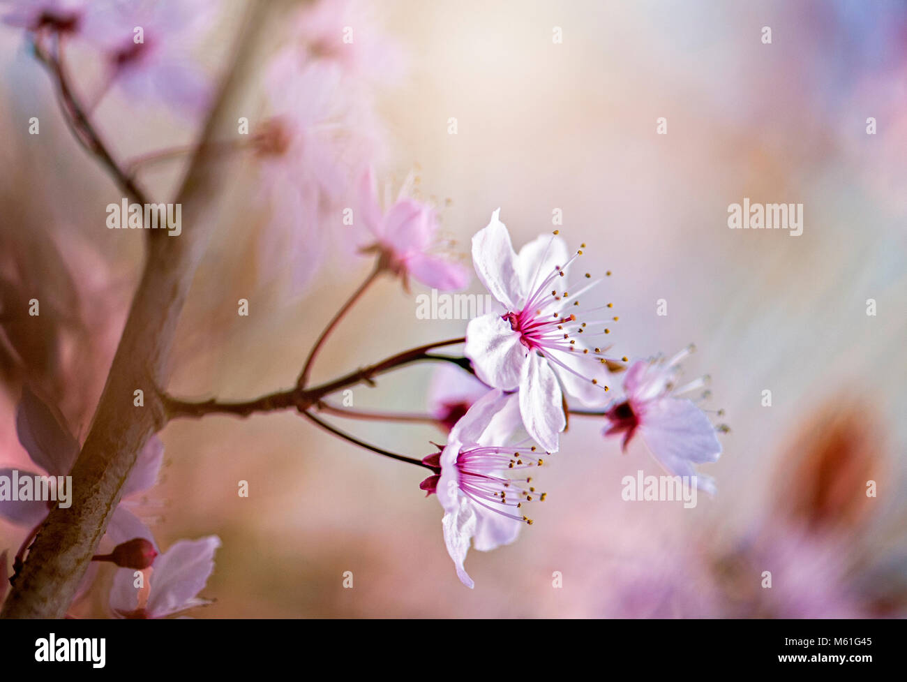 Image en gros plan de la cerise noire à fleurs de printemps fleurs de prunier aussi connu sous le nom de Prunus cerasifera 'Nigra' Banque D'Images