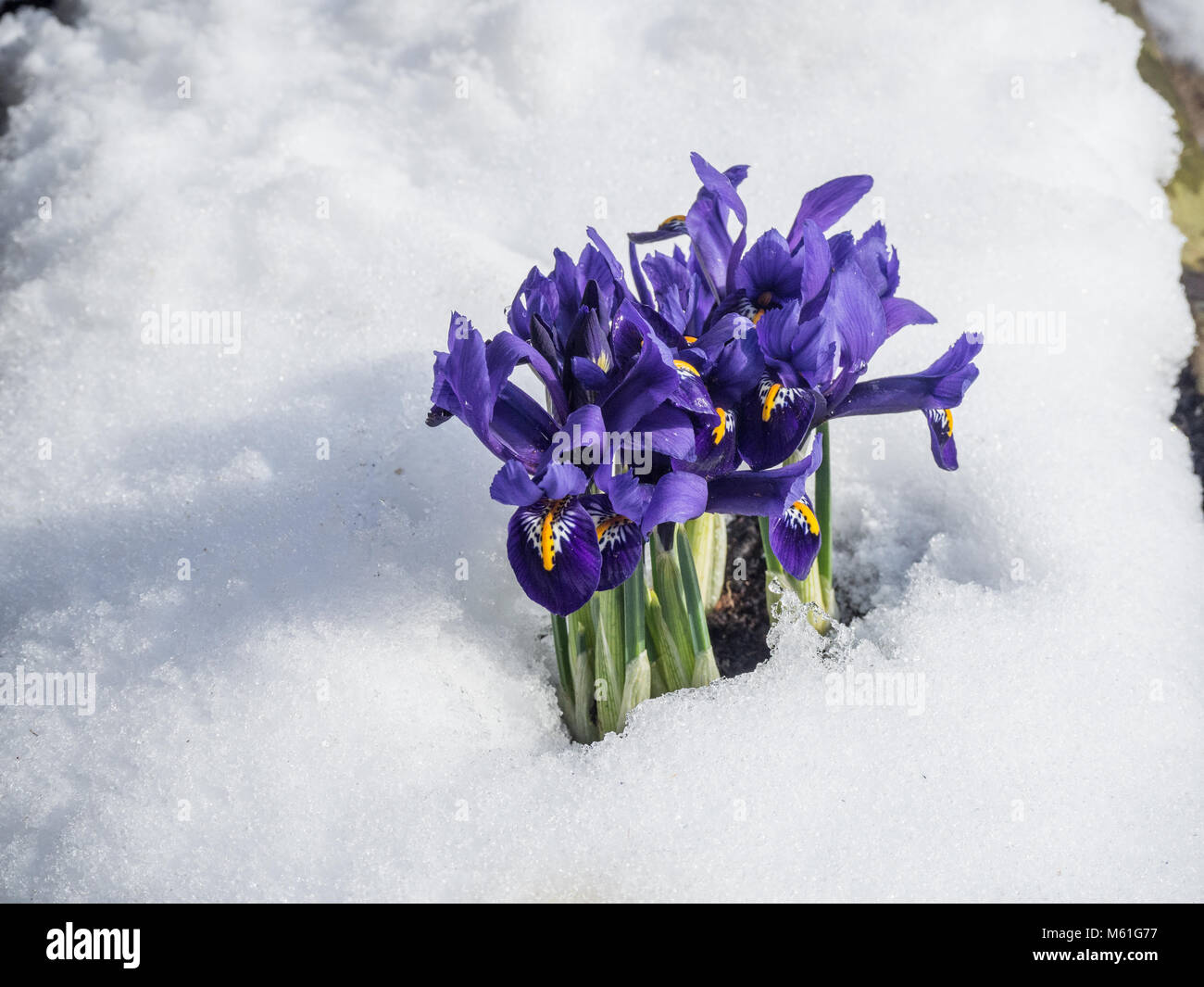 Recticulata Iris floraison Pixie inn la neige Banque D'Images