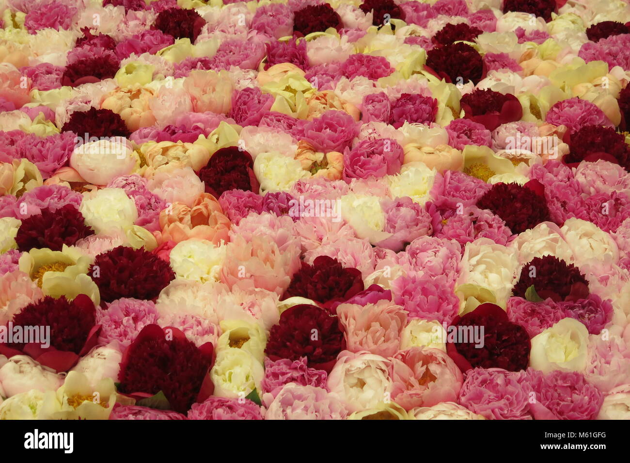 Une densité d'affichage, blowsy belles pivoines en plusieurs teintes de rose, crème et bordeaux à RHS Chelsea Flower Show 2017. Banque D'Images