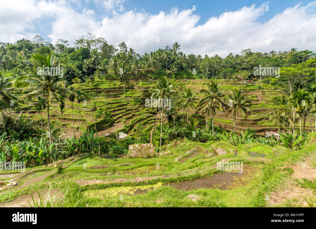 Terrasses de riz à Tegallalang, Ubud, Bali, Indonésie Banque D'Images