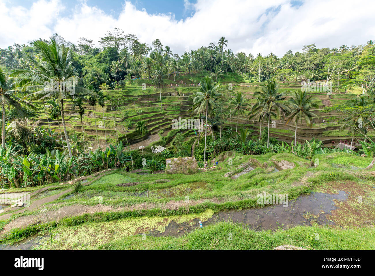 Terrasses de riz à Tegallalang, Ubud, Bali, Indonésie Banque D'Images