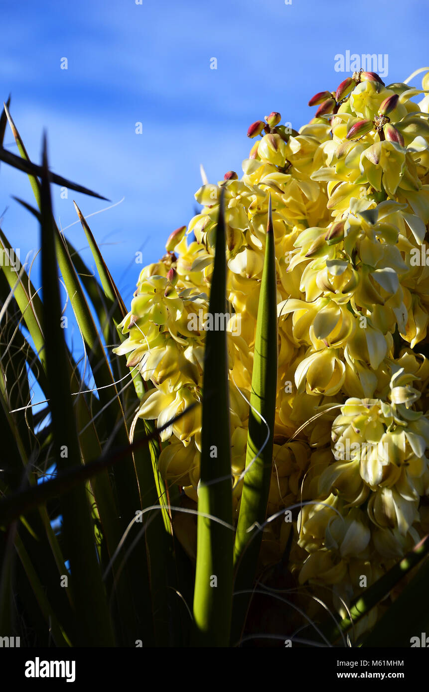 Floraison de Joshua Tree dans le désert de Mojave en Californie Banque D'Images