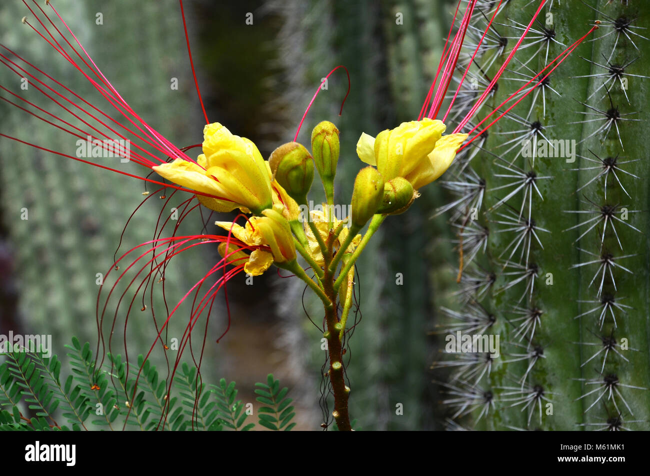 Blooming cactus près de Palm Springs, Californie Banque D'Images
