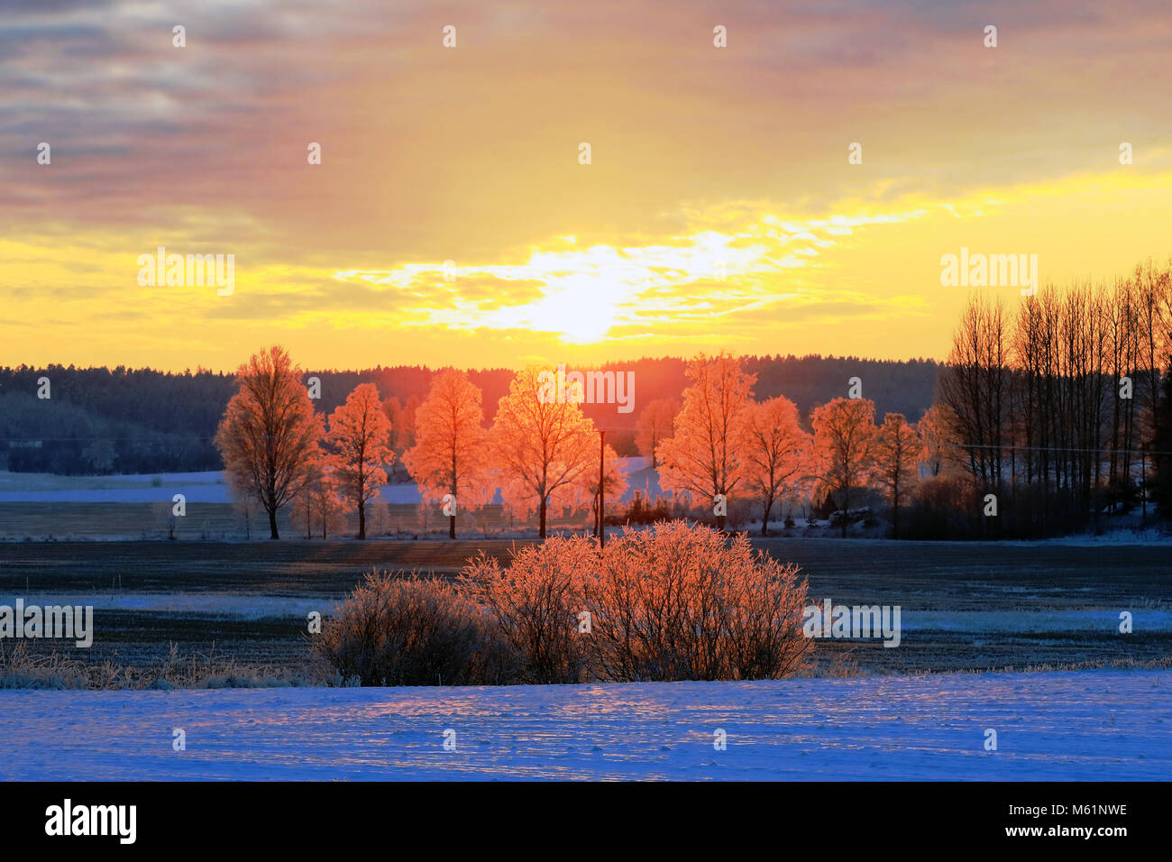 Le coucher du soleil rend les arbres givré orange vif éclat au crépuscule sur un jour froid de l'hiver dans les régions rurales de la Finlande. Banque D'Images