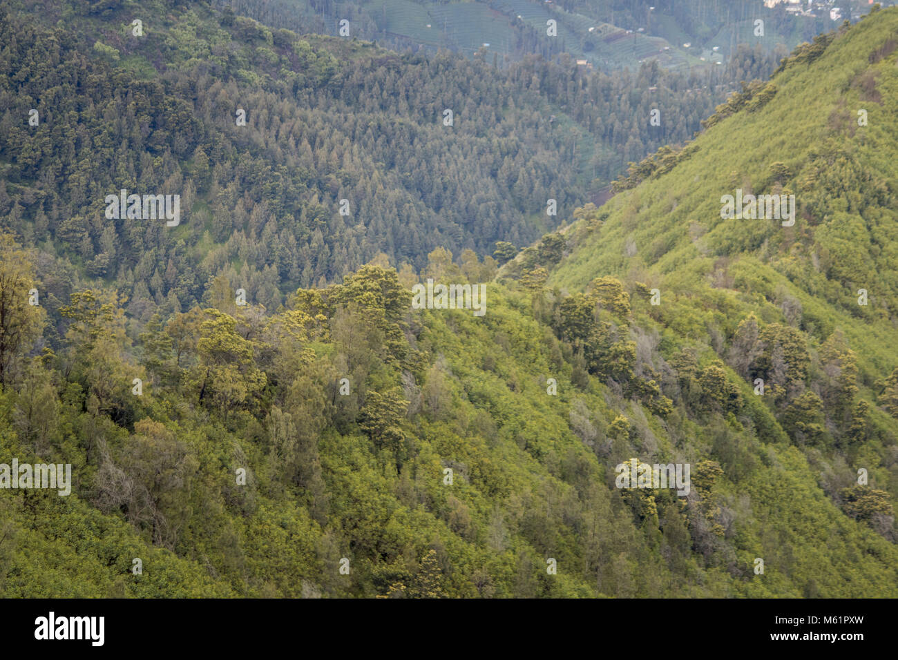 Le Mont Bromo (en indonésien Gunung Bromo), est un volcan actif et une partie de l'Tengger massif, dans l'Est de Java, Indonésie. À 2 329 mètres (7 641 ft) Banque D'Images