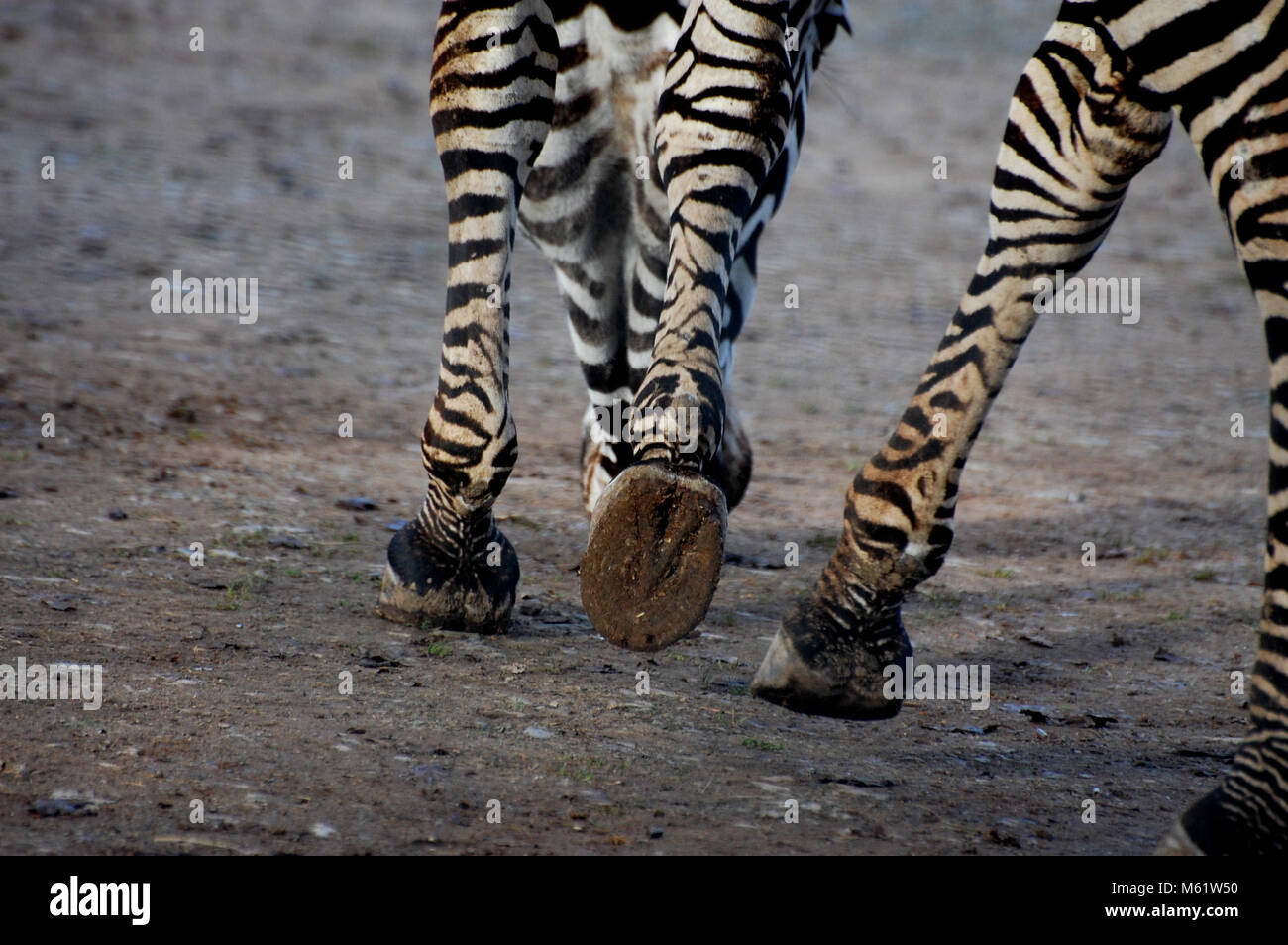 Zebra running away Banque de photographies et d'images à haute résolution -  Alamy