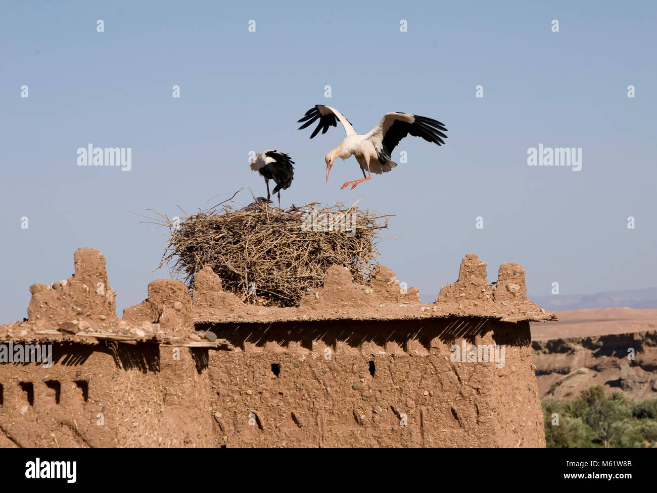 AIT BENHADDOU, Maroc ; d'une cigogne atterrit sur son nid dans un tour de les ruines de la Kasbah Ait Benhaddou, dans le sud du Maroc. Le village et d'une Kasbah Banque D'Images