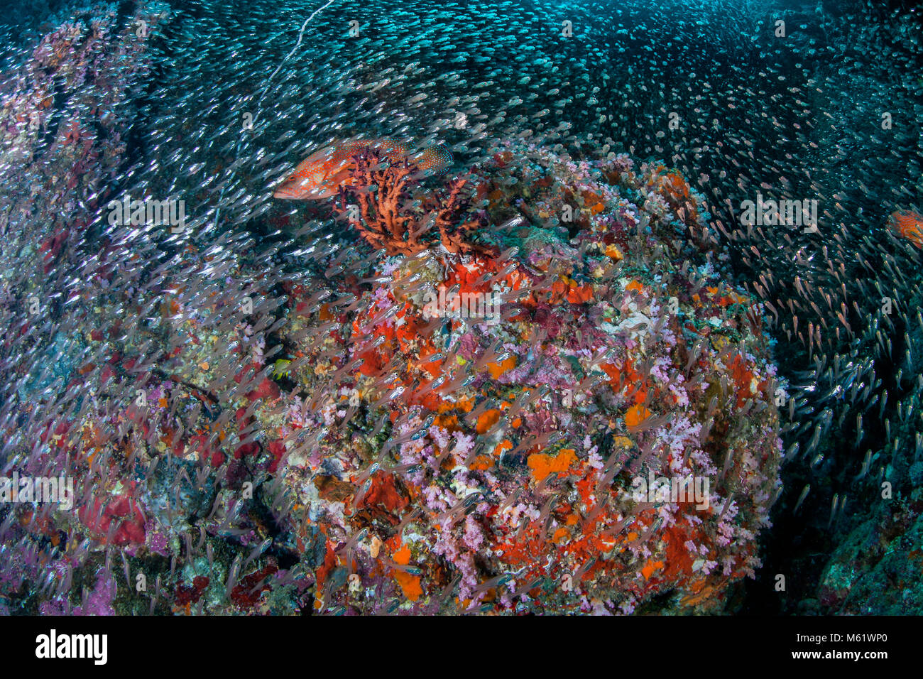 Glassfish tourbillonnent autour de corail avec mérou à points bleus sur Richelieu Rock en mer d'Andaman, en Thaïlande. Banque D'Images