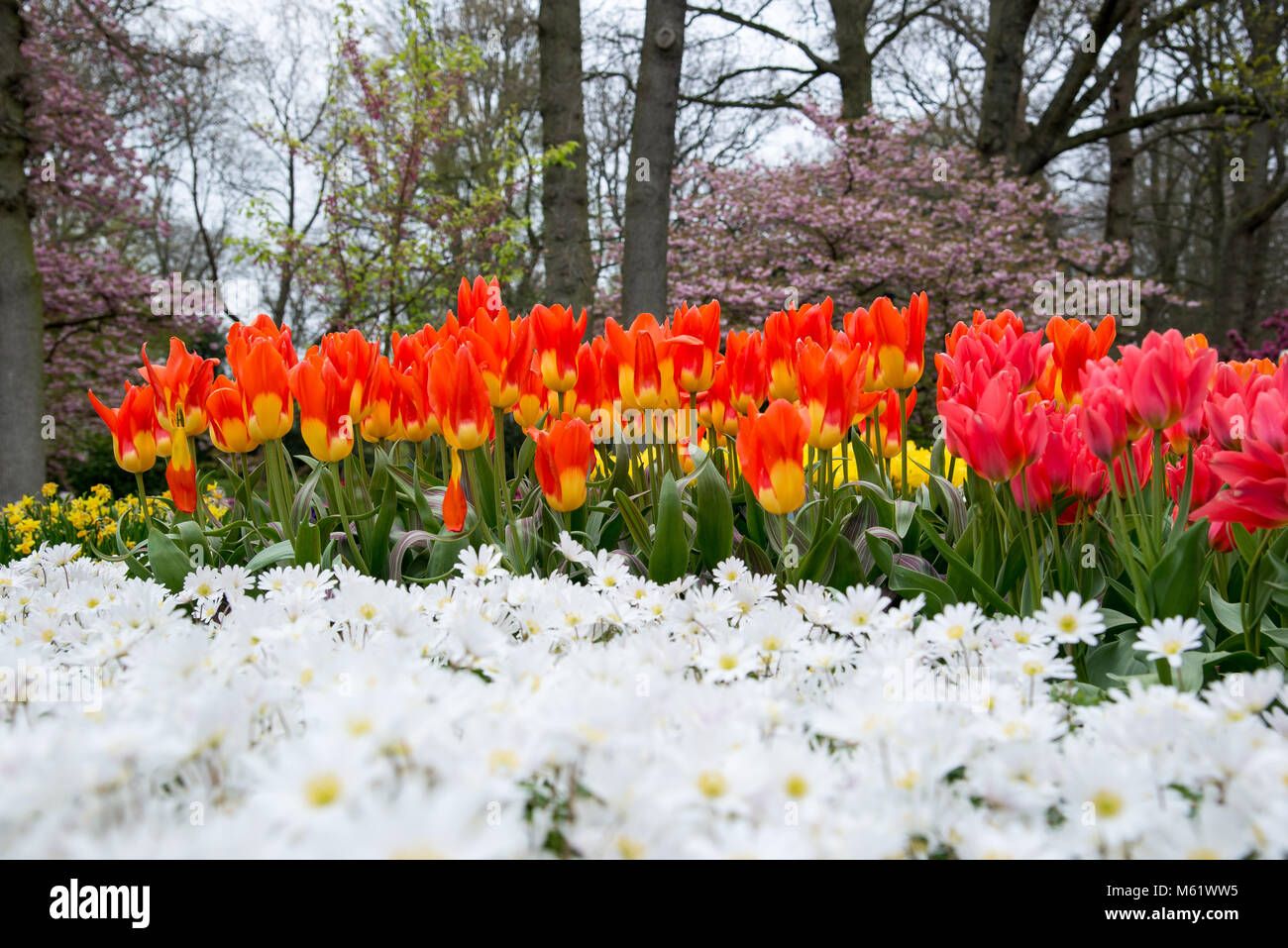Fleurs à Keukenhof park en Pays-bas, Europe. Banque D'Images