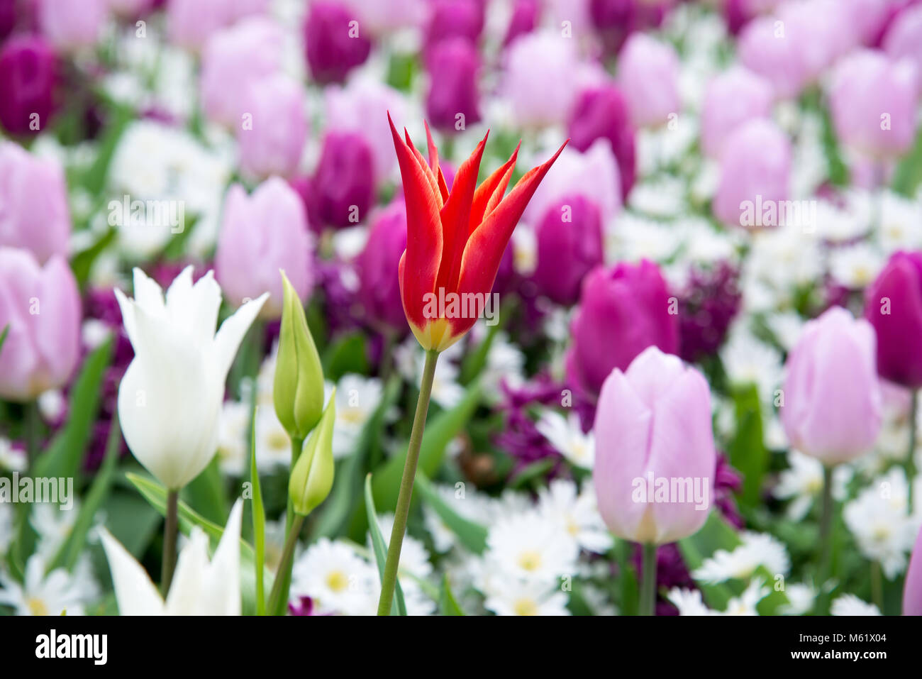 Fleurs à Keukenhof park en Pays-bas, Europe. Banque D'Images