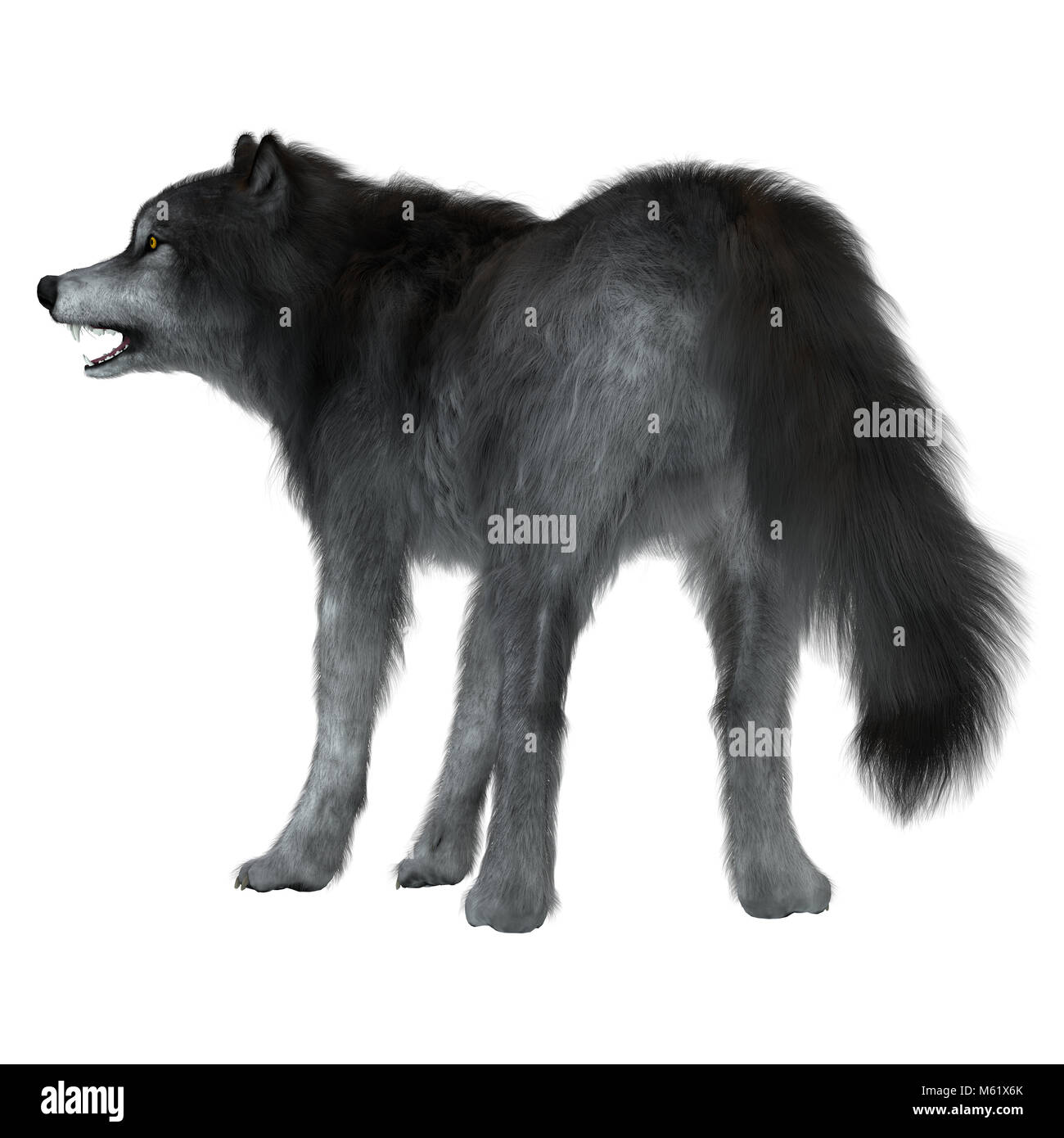 Le Le loup est un carnivore préhistorique qui vivait en Amérique du Nord et du Sud au cours de la période du pléistocène. Banque D'Images