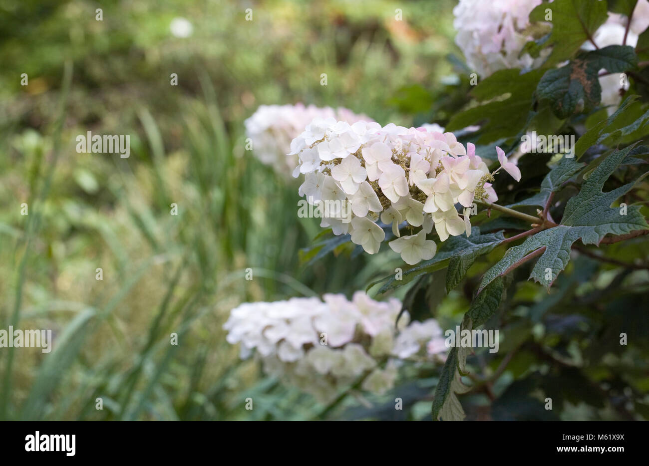 L'Hydrangea quercifolia 'Applause' fleurs, Banque D'Images