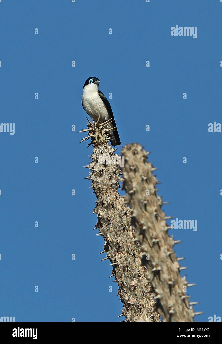 Chabert Leptopterus chabert schistocercus (Vanga) adulte, perché sur le poulpe arbre en Forêt épineuse Parc Mosa, Ifaty, Madagascar Novembre Banque D'Images