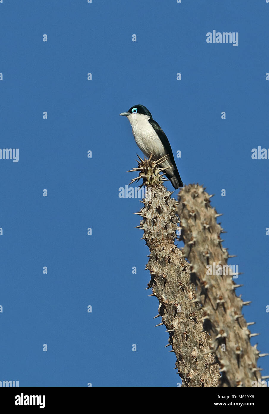 Chabert Leptopterus chabert schistocercus (Vanga)) des profils perché sur le poulpe arbre en Forêt épineuse Parc Mosa, Ifaty, Madagascar Novembre Banque D'Images