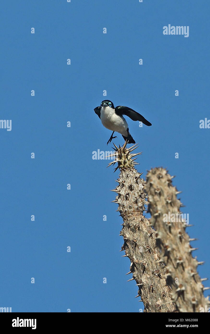 Chabert Leptopterus chabert schistocercus Vanga (adultes) décoller de poulpe arbre en Forêt épineuse Parc Mosa, Ifaty, Madagascar Novembre Banque D'Images
