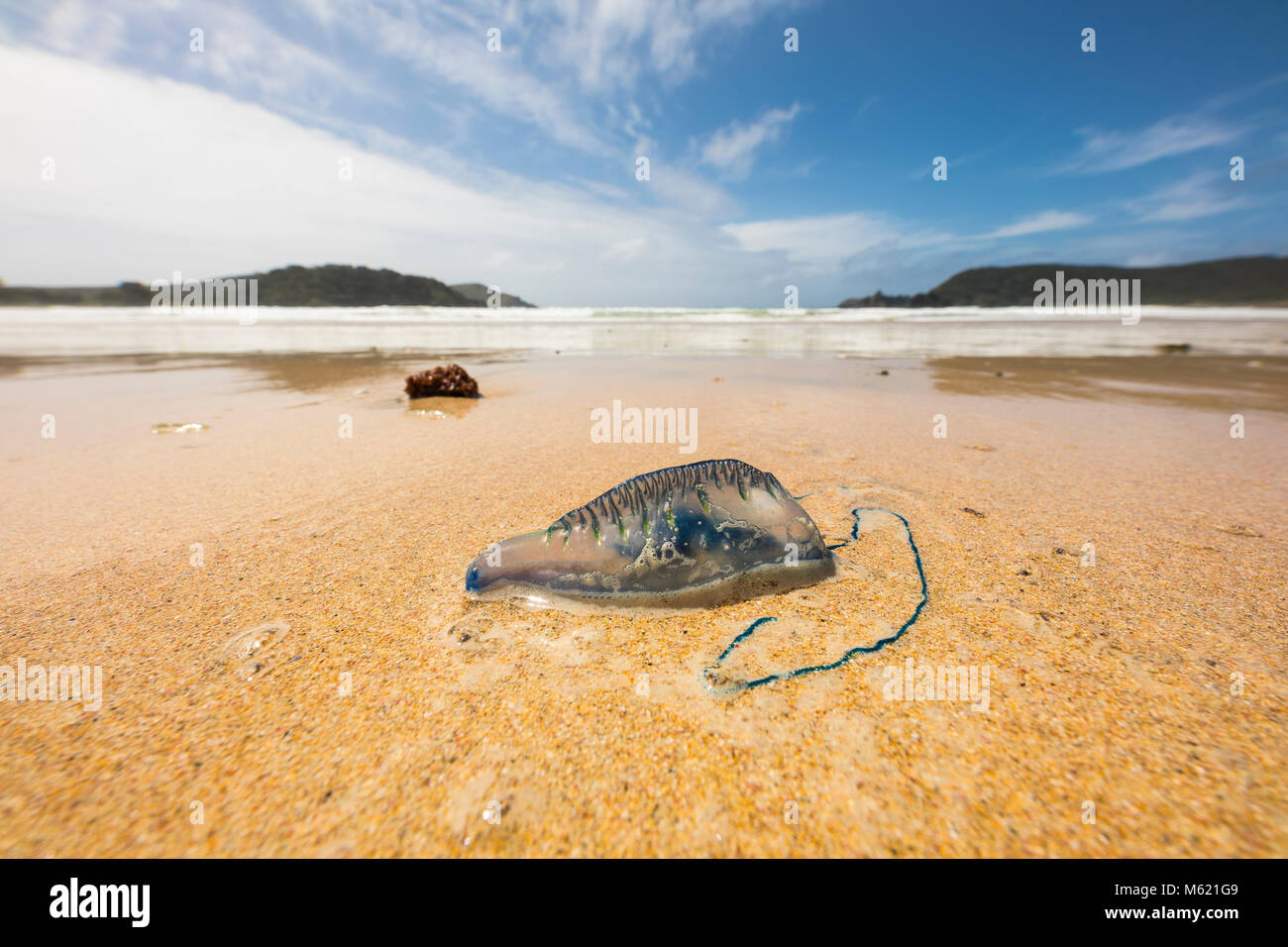 Homme portugais-de-guerre. La baie de Waikato, péninsule Karikari, île du Nord, Nouvelle-Zélande Banque D'Images