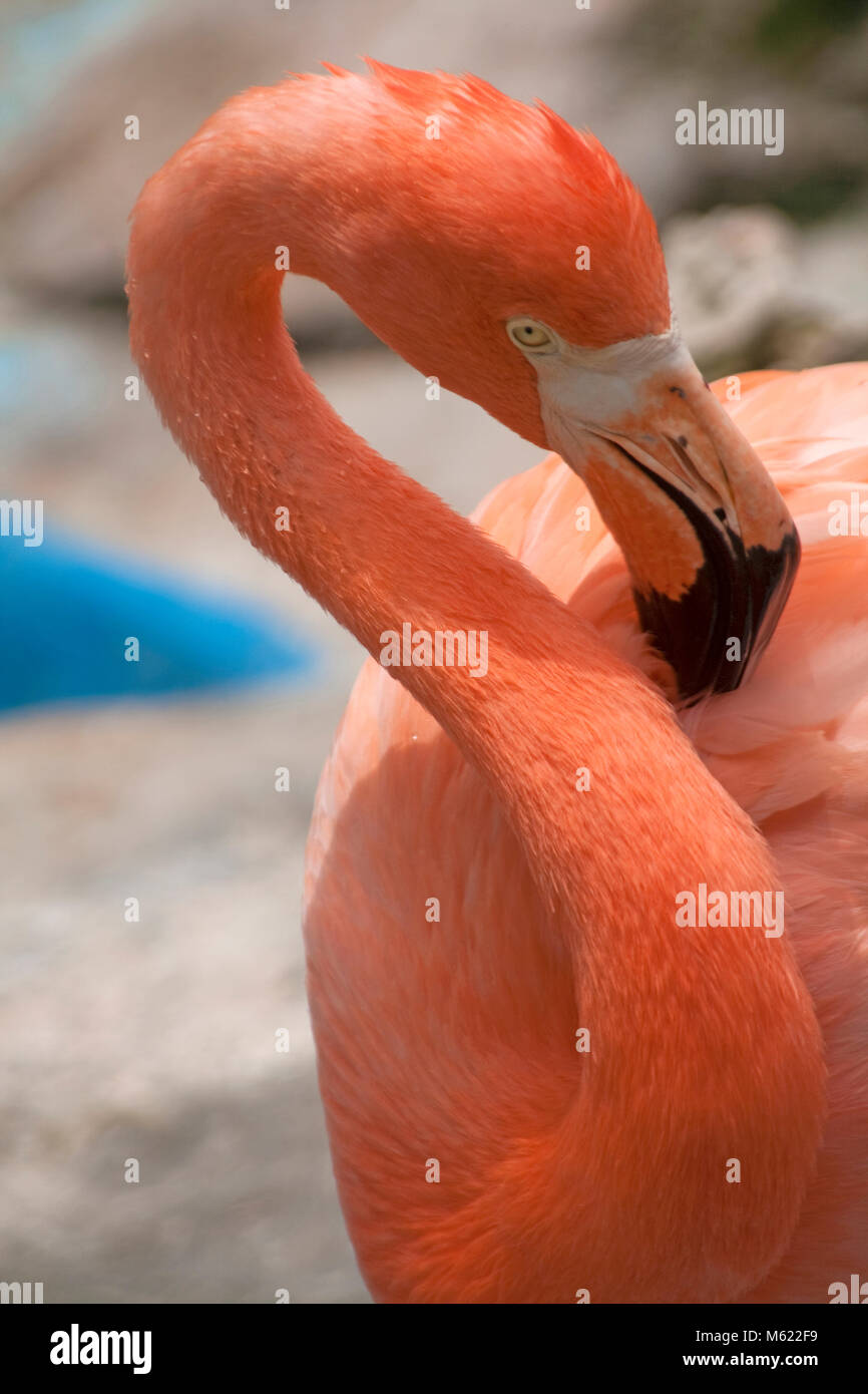 Caraïbes Flamingo (Phoenicopterus ruber), Dolphin Academy et parc animalier, Curaçao, Antilles néerlandaises, Amérique Banque D'Images