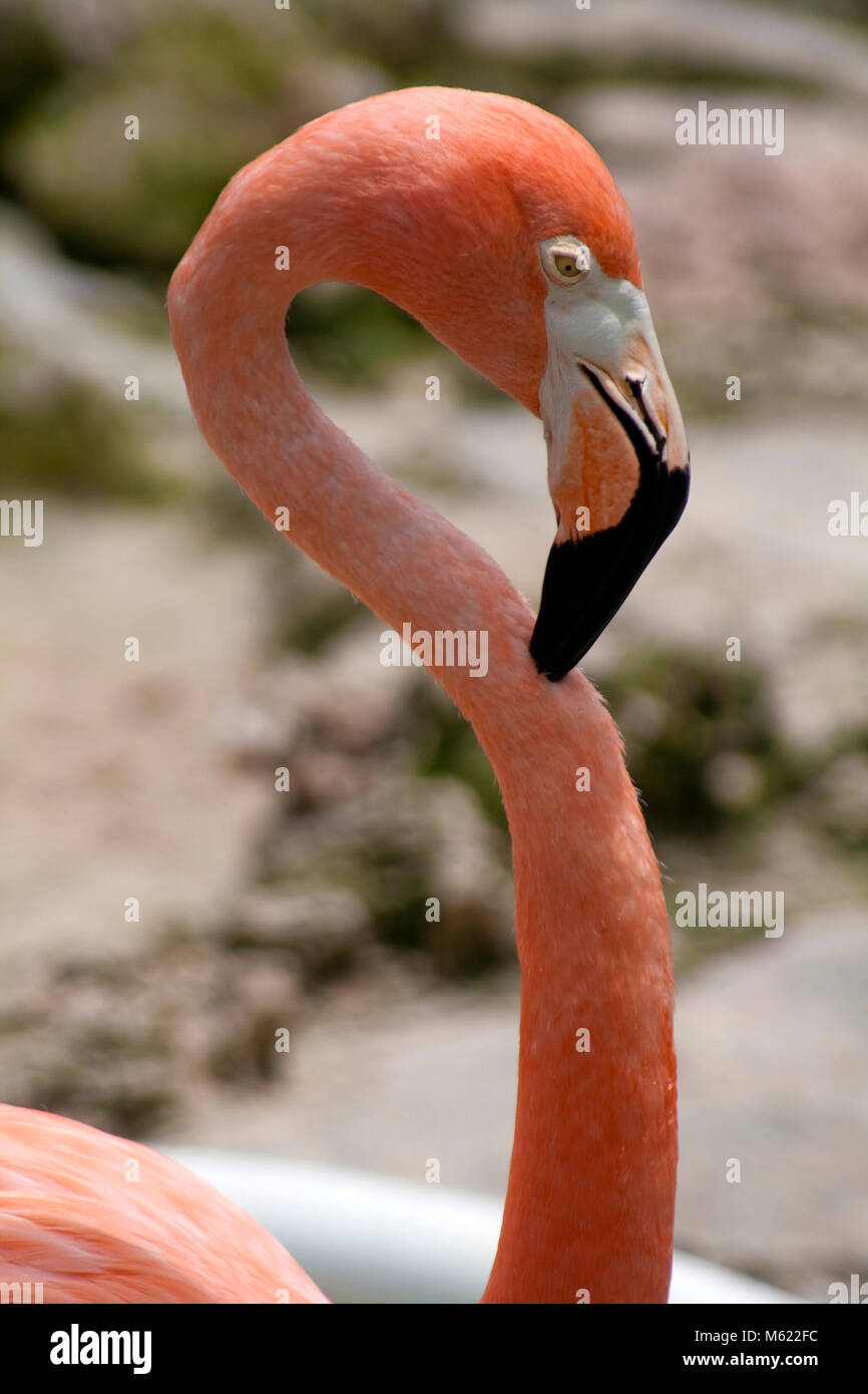 Caraïbes Flamingo (Phoenicopterus ruber), Dolphin Academy et parc animalier, Curaçao, Antilles néerlandaises, Amérique Banque D'Images