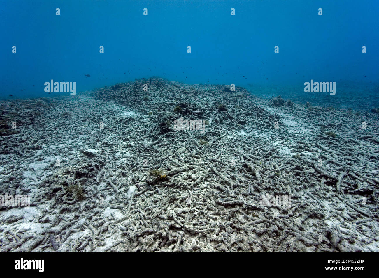 Récif de corail mort, causée par le blanchiment du corail (réchauffement planétaire), Bullenbaai