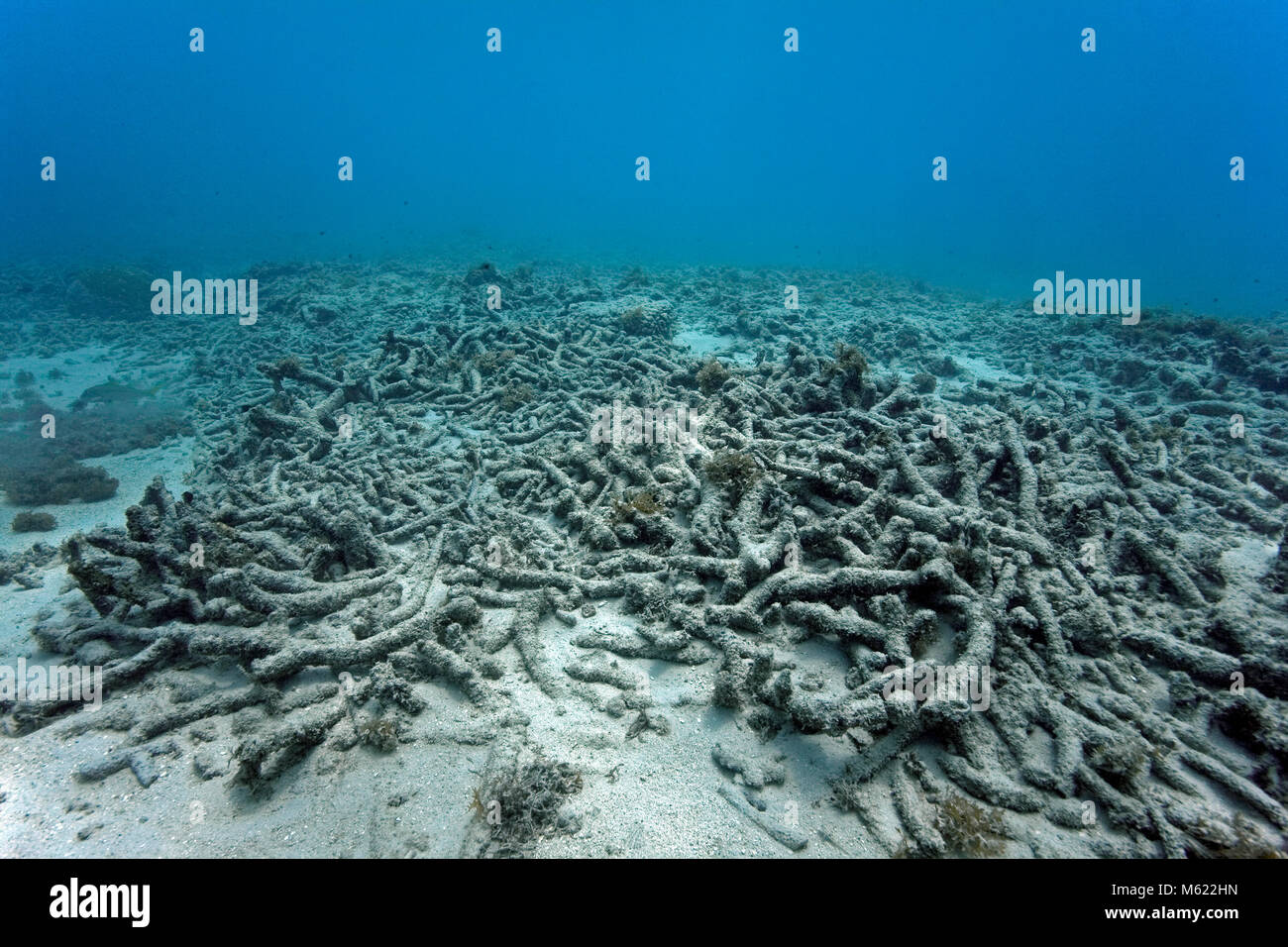 Récif de corail mort, causée par le blanchiment du corail (réchauffement planétaire), Bullenbaai