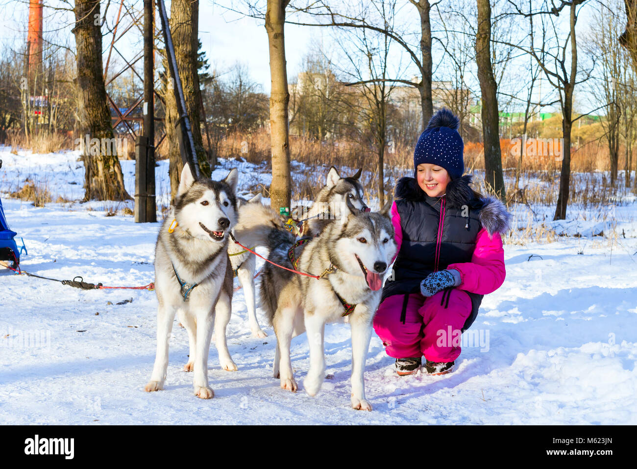 Fille jouant avec Husky de Sibérie dans la neige au repos après course. Les chiens de traîneau à chiens husky harnaché sports avec traineau sur skis. Sports courses pour anima Banque D'Images