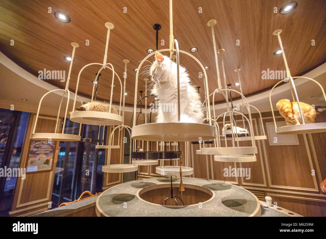 Tokyo, Japon - 17 Avril 2017 : les chats de race à l'intérieur des cat café mocha dans le quartier de Shibuya. La Cat Cafe est célèbre au Japon parce que de caresser un chat diminue l'anxiété et le stress. Banque D'Images