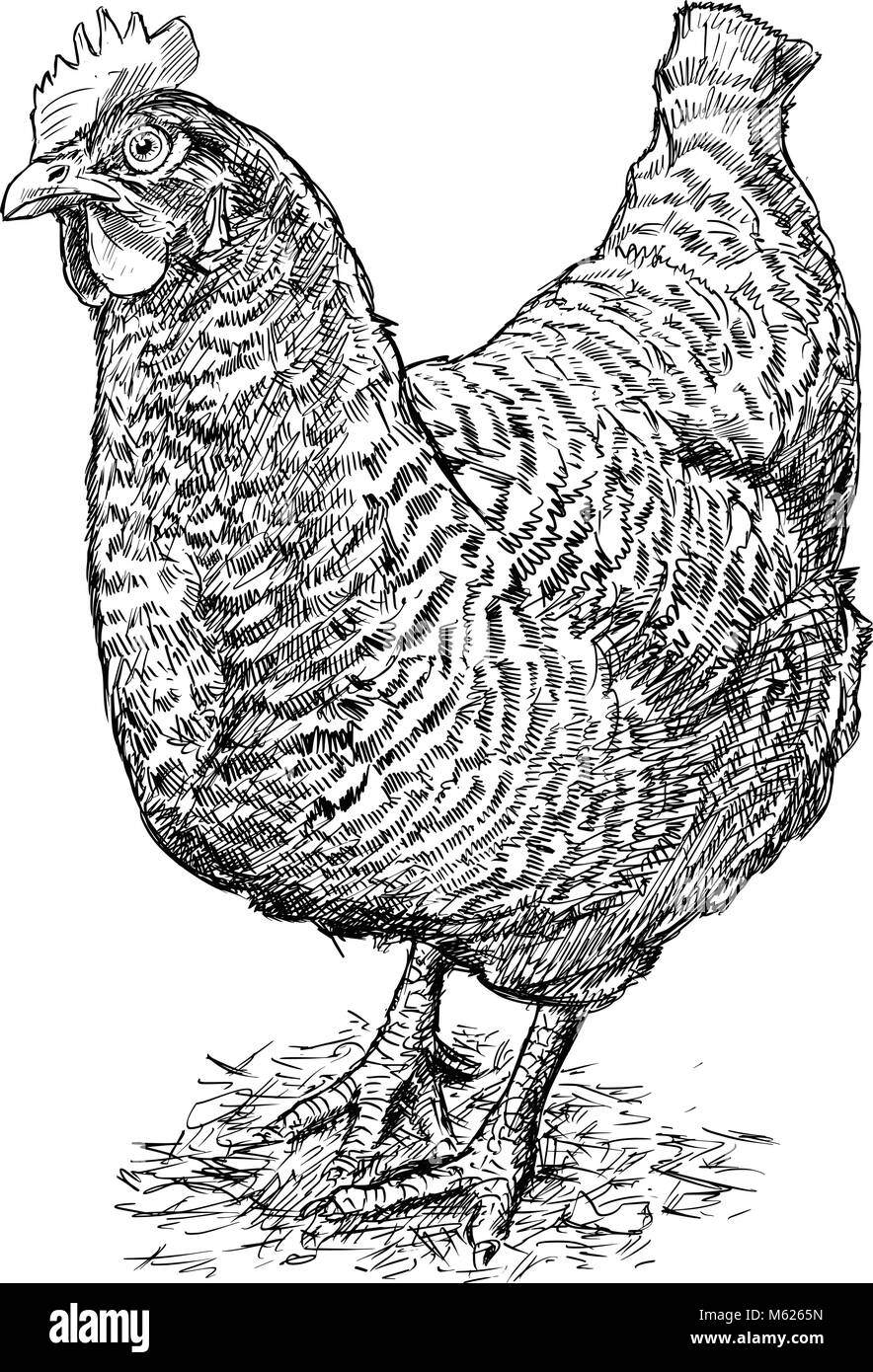 Vector Dessin à la main de Speckled Hen ou de poulet Illustration de Vecteur