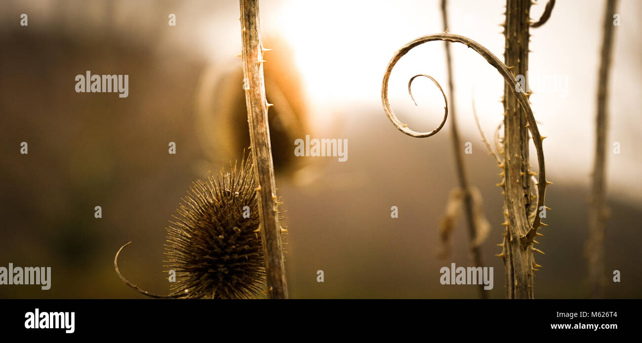 Dipsacus follonum fleur d'hiver sec Banque D'Images