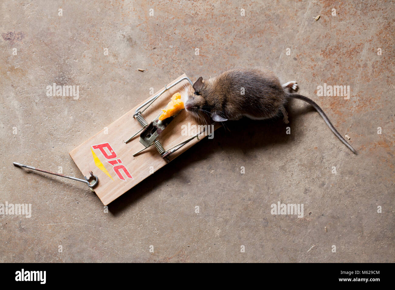 Dead maison commune souris (Mus musculus) pris en souricière - USA Banque D'Images