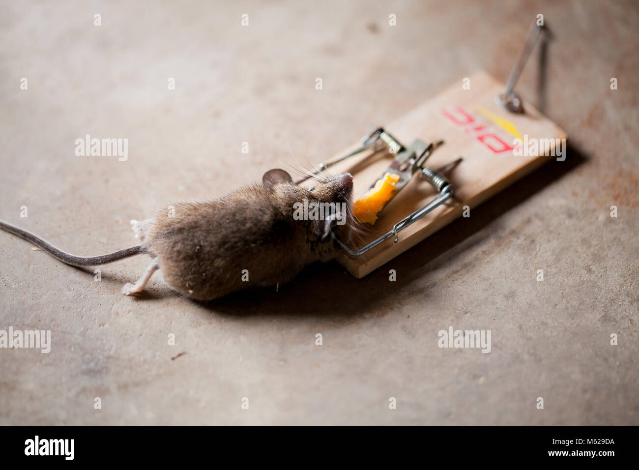 Dead maison commune souris (Mus musculus) pris en souricière - USA Banque D'Images