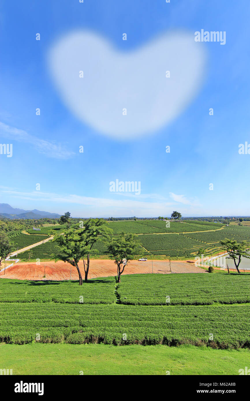 Coeur d'amour dans l'air avec l'arrière-plan de plantation de thé Banque D'Images