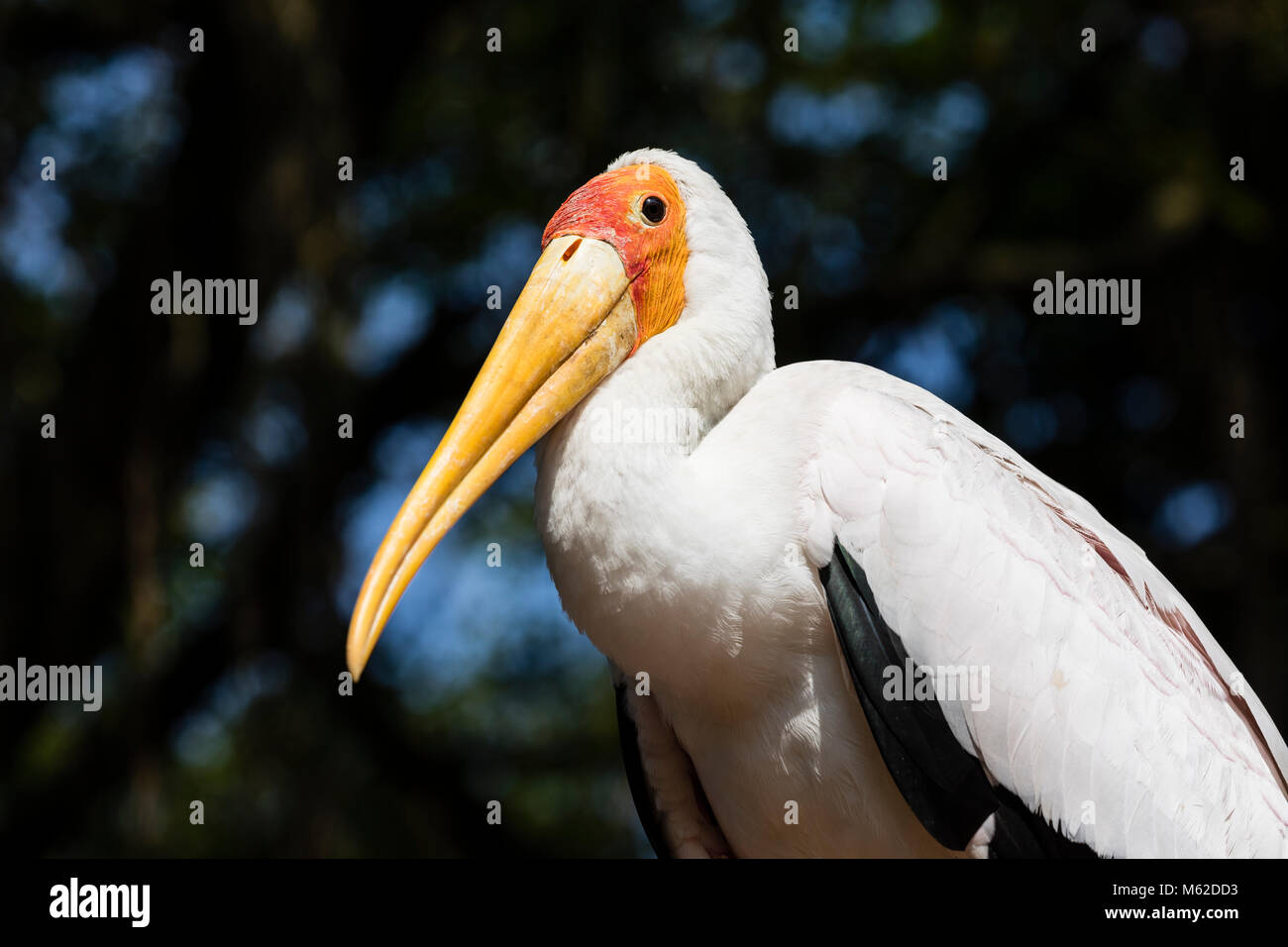 Yellow-billed Stork (Mycteria ibis) avec bec fermé Banque D'Images