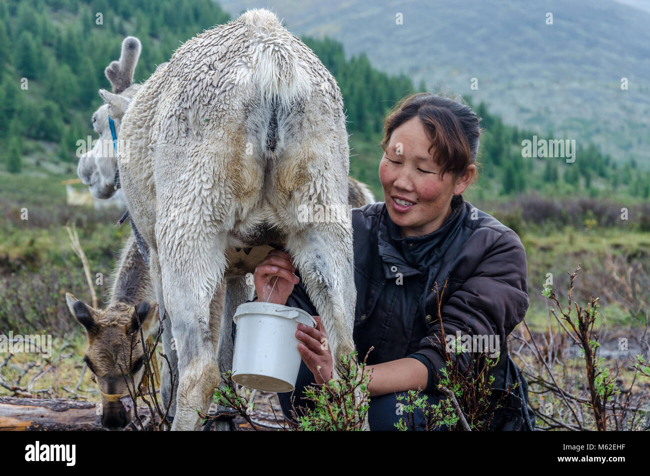 La vie Tsaatan, gardien de rennes, Tsaaganuur, Mongolie Banque D'Images