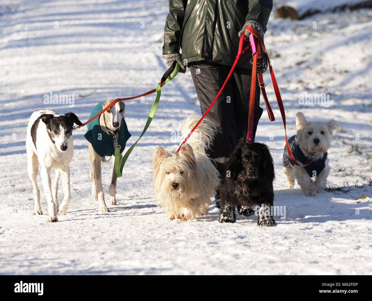 Des chiens a marché dans la neige sur Hampstead Heath, Londres, comme des conditions hivernales ont causé plus de misère pour les voyageurs de la nuit. Banque D'Images