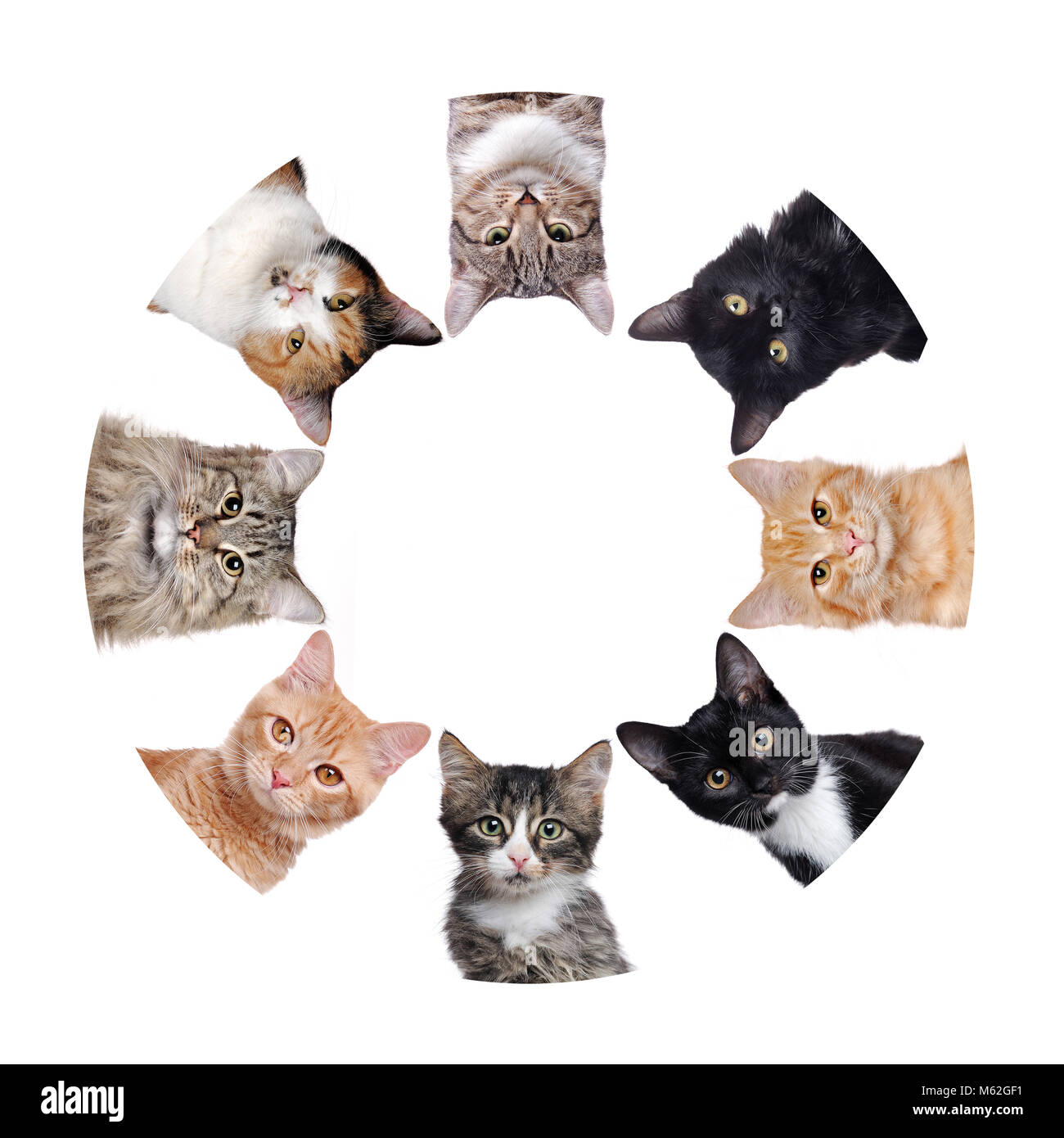 Groupe De Chats De Races Differentes Placees En Cercle Forme Ronde Creer Copie Espace Salon Photo Stock Alamy Groupe De Chats De Races Differentes Placees En Cercle Forme Ronde Creer Copie Espace Salon Photo Stock Alamy