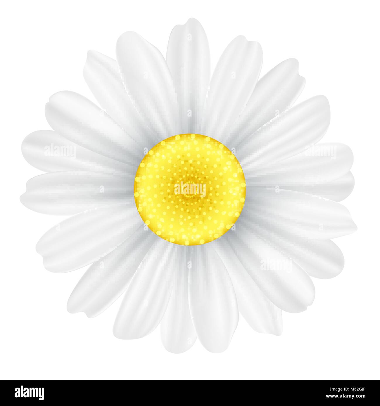 Fleur de camomille isolé sur fond blanc. Objet graphique pour votre conception. Fleurs daisy saisonniers. Bonjour printemps. Vector illustration. EPS 10 Illustration de Vecteur