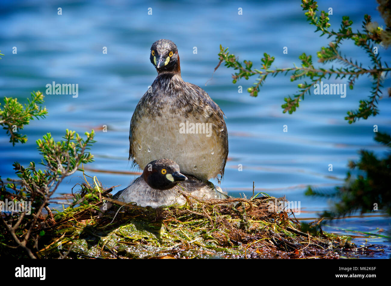 Australasian grebe (Tachybaptus novaehollandiae) l'accouplement sur le nid. Hawker Street réserver, dans l'ouest de l'Australie Banque D'Images