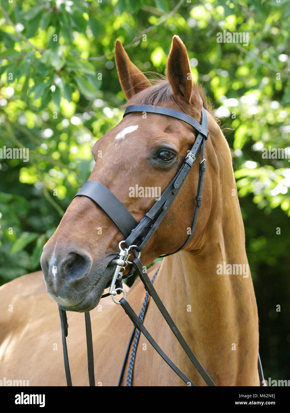 Un coup de tête d'un cheval dans une patte avec double rênes Photo Stock -  Alamy