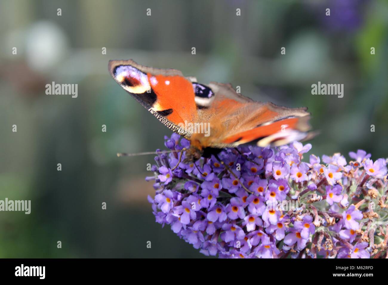 Butterfly reposant sur des fleurs Banque D'Images