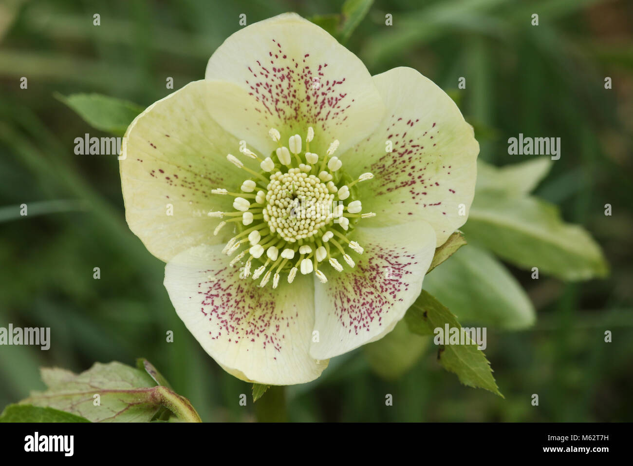 Une magnifique rose de Noël blanche Helleborus plante Photo Stock - Alamy