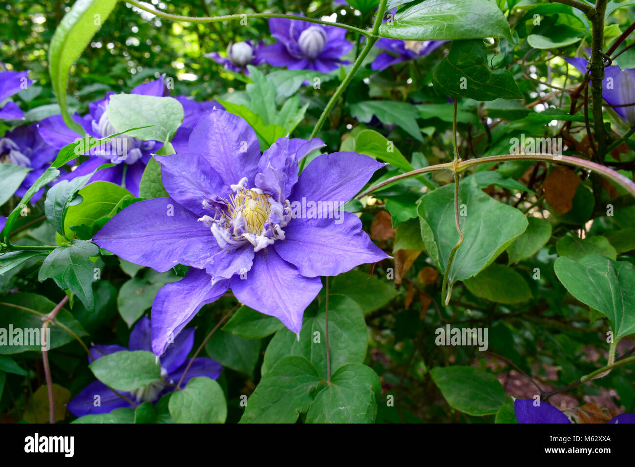 Belle fleur pourpre clématite, fleurs de printemps et de la nature, les  feuilles vert chlorophylle , avec du soleil, beau temps à la saison  estivale Photo Stock - Alamy