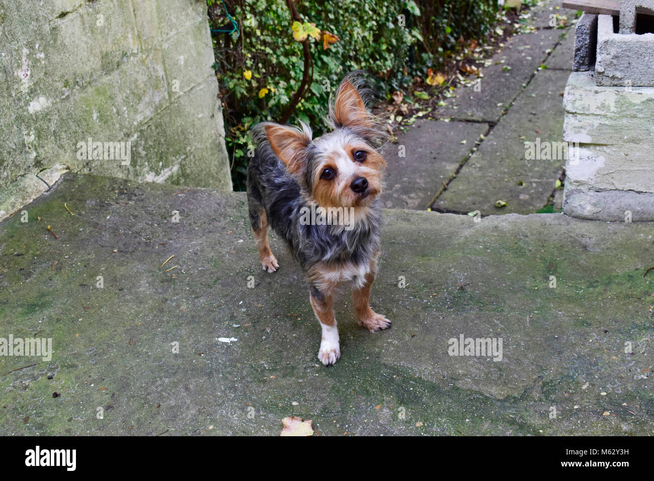 Chihuahua yorkshire terrier dog Banque de photographies et d'images à haute  résolution - Alamy