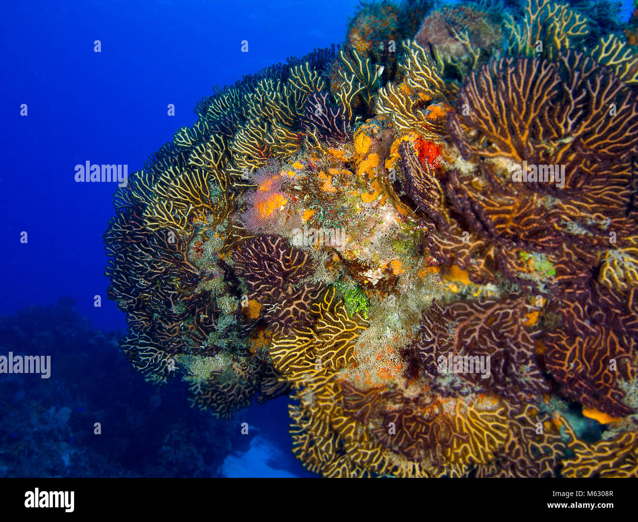 Affleurement de corail avec de l'eau et les poissons de fond bleu, des gorgones. Banque D'Images