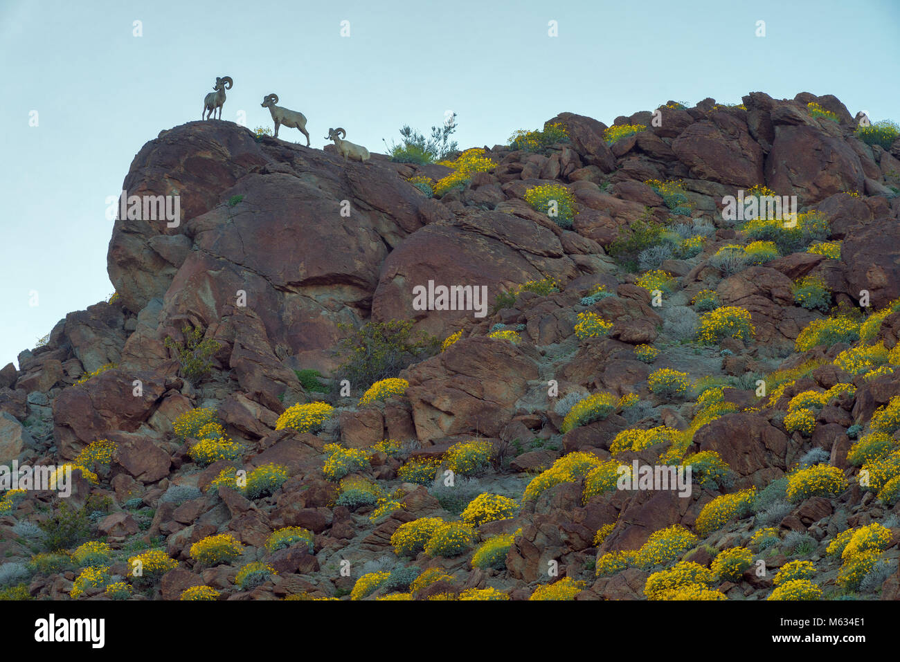 Mouflons, Canyon Glorietta, Anza-Borrego Desert State Park, Californie Banque D'Images