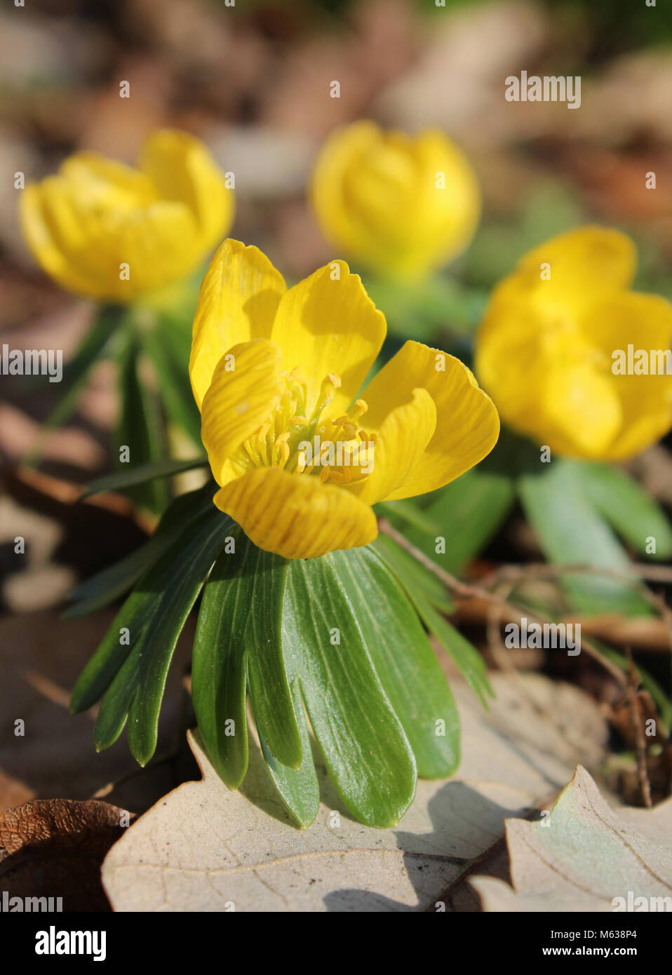Les belles fleurs jaune vif d'anémone, également connu sous le nom de l'anémone des bois jaune, ou anémone renoncule. Banque D'Images