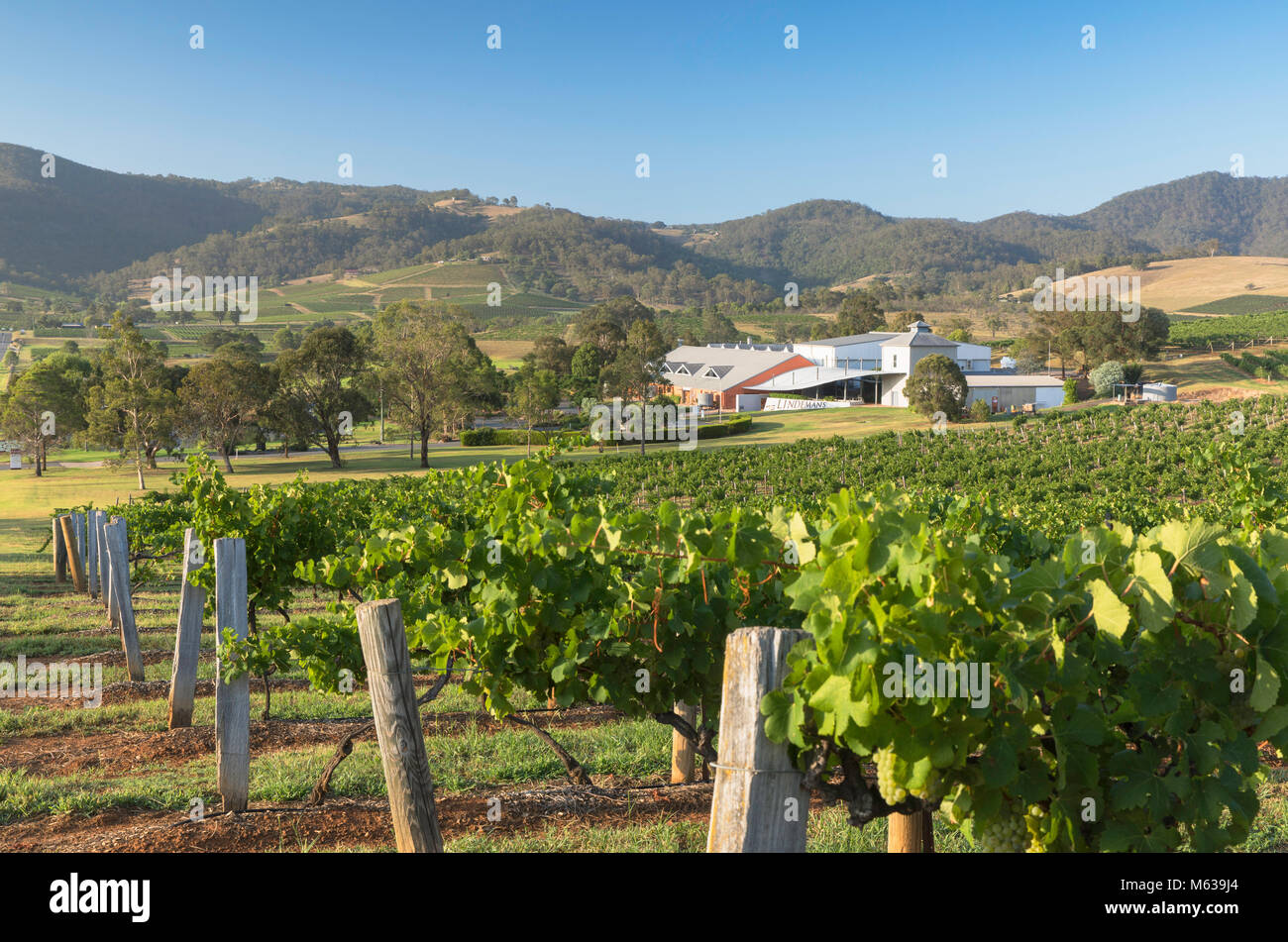 Ben Ean Wine Estate, Hunter Valley, New South Wales, Australie Banque D'Images
