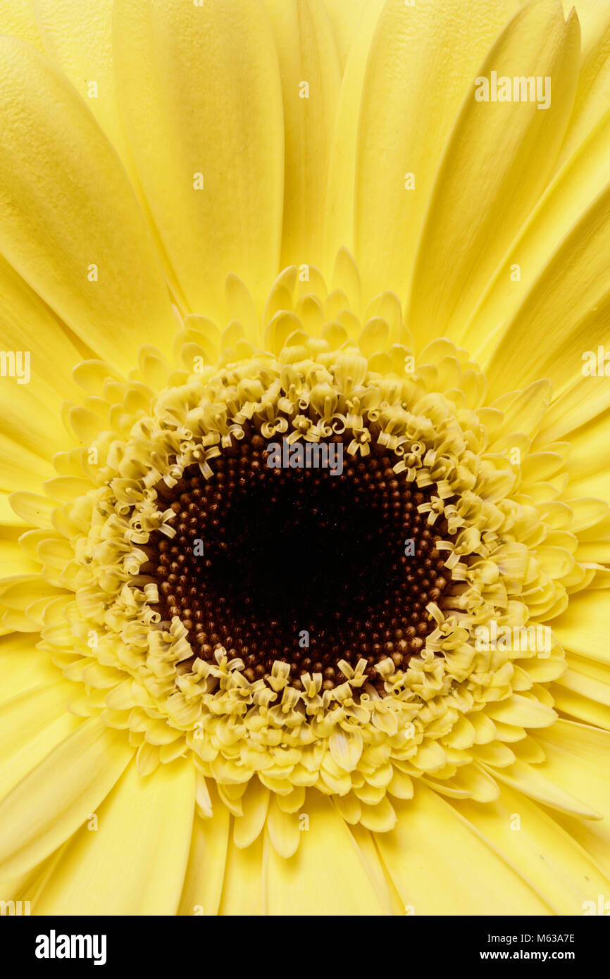 Close up plan macro sur une fleur Gerbera Jaune Banque D'Images