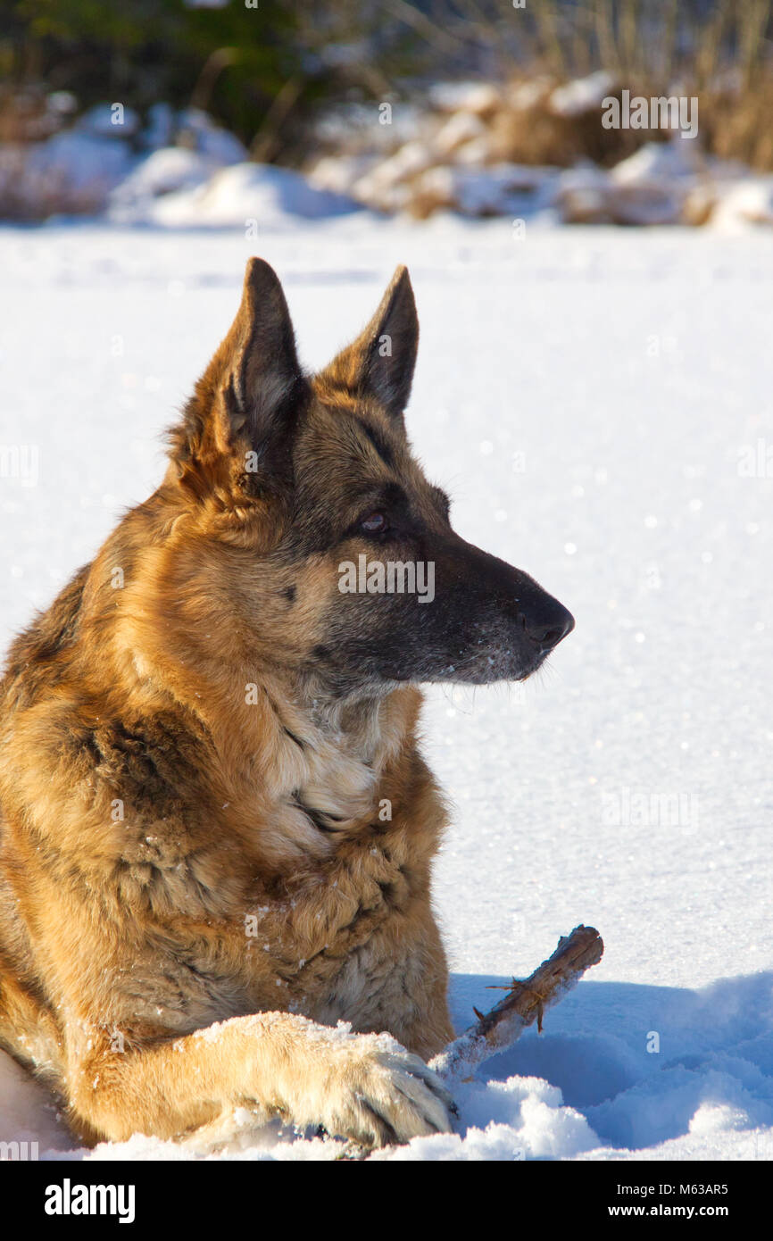 Berger Allemand posant dans la neige avec un bâton. Banque D'Images