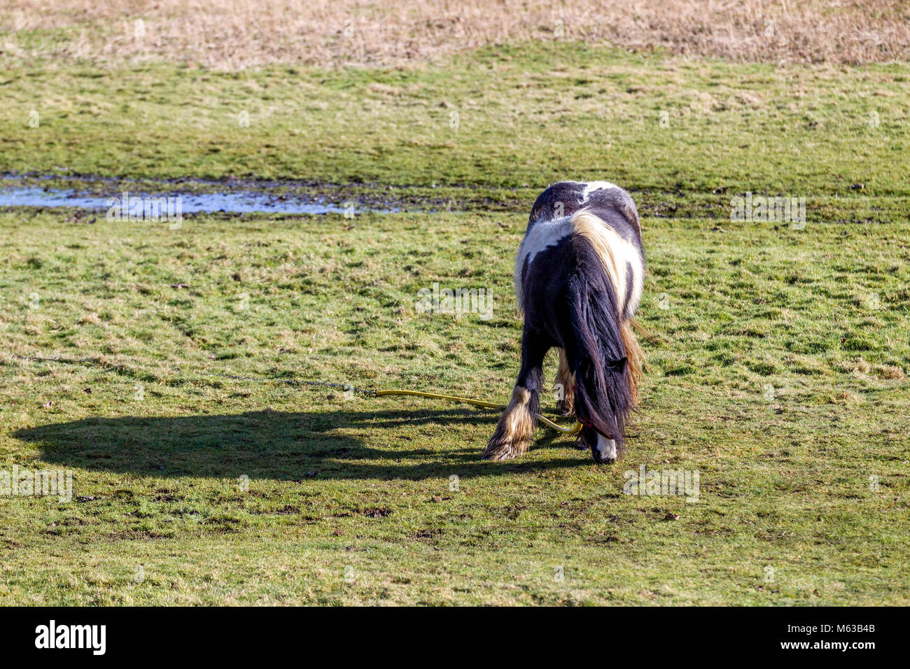Gypsy horse attaché le pâturage sur les plaines d'inondation de la rivière Nene, Northampton. R.-U. Banque D'Images